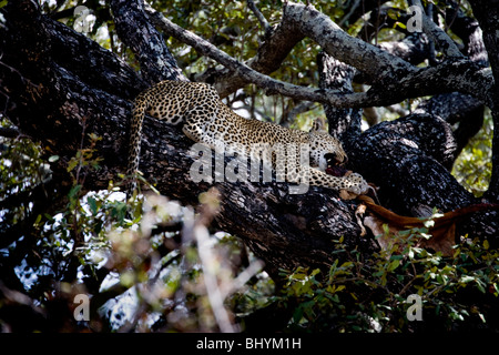 Leopard se nourrissent d'une kill, Selous, Tanzanie, Afrique de l'Est Banque D'Images