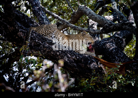 Leopard se nourrissent d'une kill, Selous, Tanzanie, Afrique de l'Est Banque D'Images