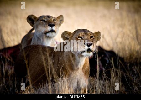 Lionne, NP Serengeti, Tanzanie, Afrique de l'Est Banque D'Images
