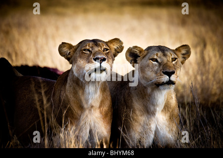 Lionne, NP Serengeti, Tanzanie, Afrique de l'Est Banque D'Images