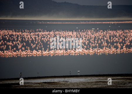 Des flamants roses au lac Nakuru au Kenya, NP, Afrique de l'Est Banque D'Images