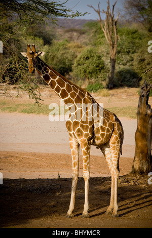 Giraffe réticulée, la réserve nationale de Samburu, Kenya, Afrique de l'Est Banque D'Images