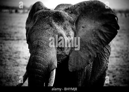 Éléphant solitaire, l'Est de Tsavo NP, Kenya, Afrique de l'Est Banque D'Images