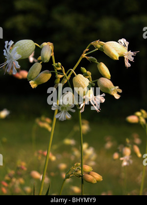 Silene vulgaris Banque D'Images