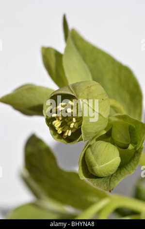 L'hellébore fétide helleborus foetidus en fleurs sur fond blanc Banque D'Images