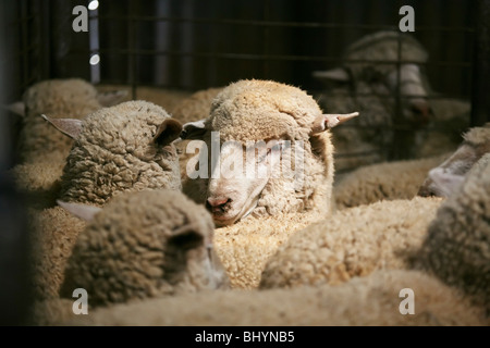 La laine de mouton dans l'abri de cisaillement Banque D'Images