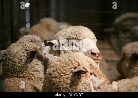 La laine de mouton dans l'abri de cisaillement Banque D'Images