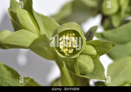 L'hellébore fétide helleborus foetidus en fleurs sur fond blanc Banque D'Images