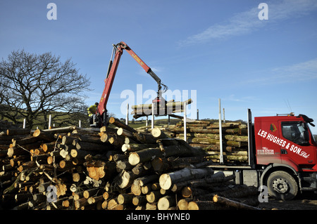 Chargement de grumes à sciages fraîchement sur un camion, le Nord du Pays de Galles UK Banque D'Images