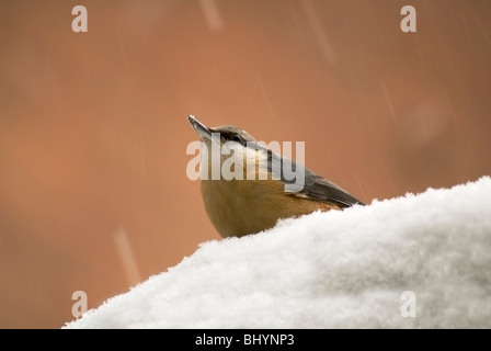 Blanche (Sitta europaea) Perché sur la neige couverts de table oiseaux jardiniers Cottage Kington. Banque D'Images