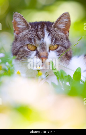 Hoase cat on a meadow Banque D'Images