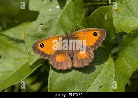 Pyronia tithonus - Gatekeeper Banque D'Images