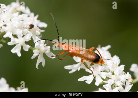 Soldat beetle rouge commun Banque D'Images