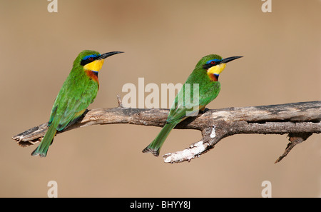 Little bee-eater merops pusillus est et l'Afrique sub-saharienne Banque D'Images