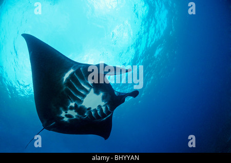 Manta birostris, Black Manta Ray, Manta Point, Nusa Penida, Bali, Indonésie, l'océan Indo-pacifique Banque D'Images