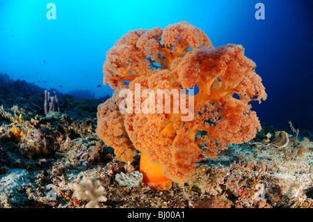 Plongée sous-marine avec les récifs coralliens colorés et coraux mous et éponges baril, Nusa Penida, Crystal Bay, Bali Banque D'Images