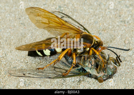 Cicada Killer ( Sphecius speciosus ) paralysant et mangeant Cicada, E USA par Skip Moody/Dembinsky photo Assoc Banque D'Images