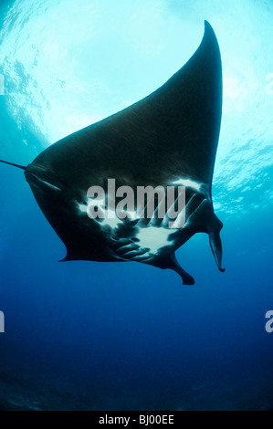 Manta birostris, Black Manta Ray, Manta Point, Nusa Penida, Bali, Indonésie, l'océan Indo-pacifique Banque D'Images