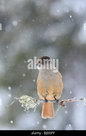 (Perisoreus infaustus de Sibérie) en neige. Banque D'Images