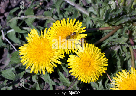 Les API d'abeilles sauvages sur le pissenlit Taraxacum officinale E USA, par Dembinsky Assoc Photo Banque D'Images