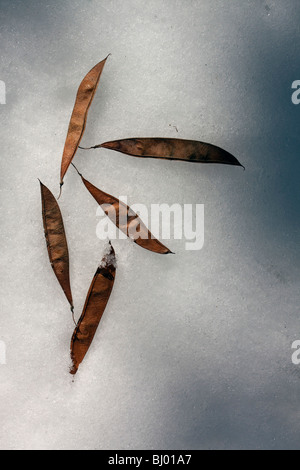 Eastern Redbud graines sur la neige Cercis canadensis E USA, par Dembinsky Assoc Photo Banque D'Images