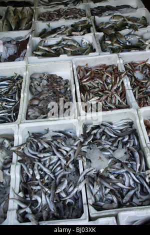 Affichage de poisson dans le marché de l'Avni Rustemi district de Tirana, Albanie Banque D'Images