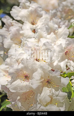 Close up of white Rhododendron fleurs Banque D'Images