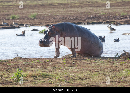 Hippopotomus Hippopotamus amphibius sortant d'un lac d'eau profonde en Tanzanie Banque D'Images