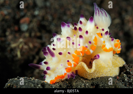 Mexichromis multituberculata, jaune violet nudibranch pondre des œufs, Tulamben, Bali, Indonésie, l'océan Indo-pacifique Banque D'Images