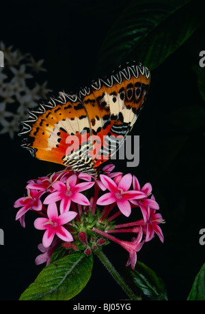 La belle dame (Vanessa cardui) se nourrissant de Ixora flowers in garden Banque D'Images