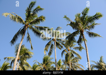 Cocos nucifera, Cocotiers avec ciel bleu, Tulamben, Bali, Indonésie, l'océan Indo-pacifique Banque D'Images