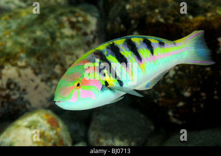 Thalassoma hardwicke, Sixbar wrasse, Tulamben, Bali, Indonésie, l'océan Indo-pacifique Banque D'Images