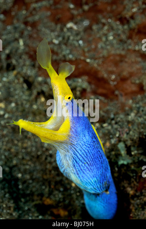 Rhinomuraena quaesita murène ruban mâle, Ruban bleu, l'anguille, Tulamben, Bali, Indonésie, l'océan Indo-pacifique Banque D'Images