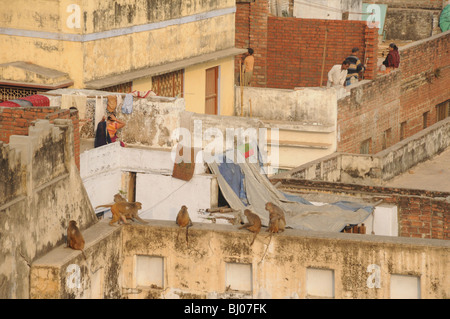 Les gens se tenir sur leur toit pour regarder loin et d'éviter les singes à Varanasi, Inde Banque D'Images