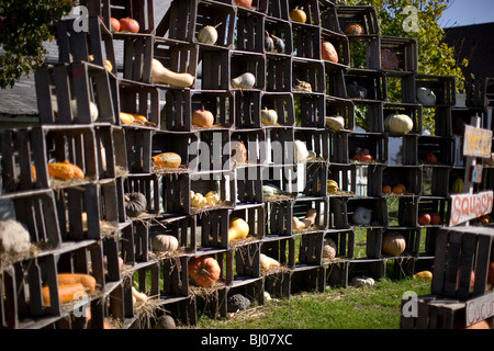 Squash à vendre affichée dans des caisses en bois. Banque D'Images