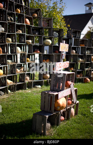 Squash à vendre affichée dans des caisses en bois. Banque D'Images