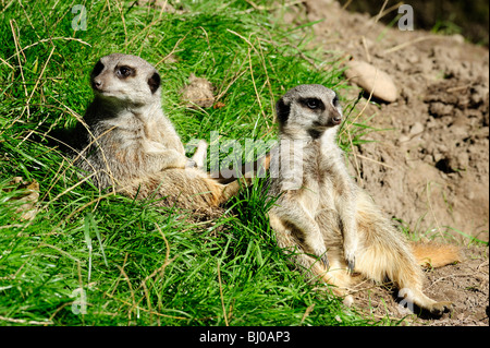 Les suricates queue élancée, Blair Drummond Safari Park, près de Stirling, Ecosse Banque D'Images