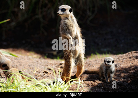 Queue mince avec de jeunes Suricates, Blair Drummond Safari Park, près de Stirling, Ecosse Banque D'Images