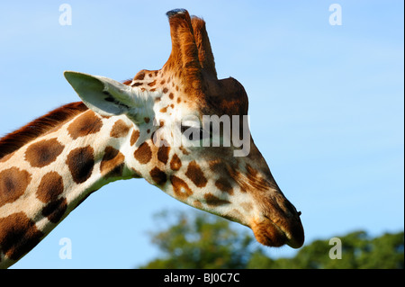 Girafe, Blair Drummond Safari Park, près de Stirling, Ecosse Banque D'Images