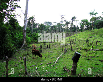 La forêt amazonienne du Pérou est très riche en biodiversité et ses animaux rares, plantes et cultures autochtones sont tous menacés. Banque D'Images