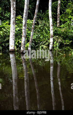 La forêt amazonienne du Pérou est très riche en biodiversité et ses animaux rares, plantes et cultures autochtones sont tous menacés. Banque D'Images