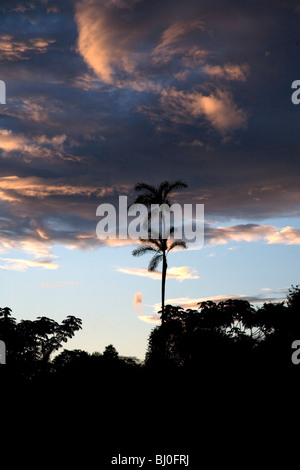 La forêt amazonienne du Pérou est très riche en biodiversité et ses animaux rares, plantes et cultures autochtones sont tous menacés. Banque D'Images