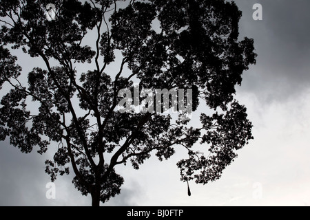 La forêt amazonienne du Pérou est très riche en biodiversité et ses animaux rares, plantes et cultures autochtones sont tous menacés. Banque D'Images