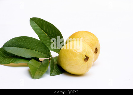 Close-up of fresh goyave et feuilles sur fond blanc Banque D'Images