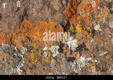 Lichens colorés sur la roche. Le Parc National de Yellowstone. Banque D'Images