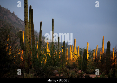 Cactus Saguaro (Carnegiea gigantea) dans la région de Saguaro National Park sont mouillés par la pluie au coucher du soleil à Tucson, Arizona, USA. Banque D'Images