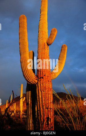 Cactus Saguaro (Carnegiea gigantea) dans la région de Saguaro National Park sont mouillés par la pluie au coucher du soleil à Tucson, Arizona, USA. Banque D'Images