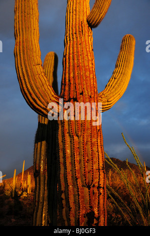 Cactus Saguaro (Carnegiea gigantea) dans la région de Saguaro National Park sont mouillés par la pluie au coucher du soleil à Tucson, Arizona, USA. Banque D'Images