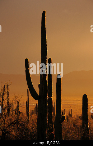 Cactus Saguaro (Carnegiea gigantea) dans la région de Saguaro National Park sont mouillés par la pluie au coucher du soleil à Tucson, Arizona, USA. Banque D'Images