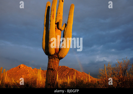 Cactus Saguaro (Carnegiea gigantea) dans la région de Saguaro National Park sont mouillés par la pluie au coucher du soleil à Tucson, Arizona, USA. Banque D'Images